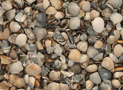 17 ltr Schelpen 8-16mm