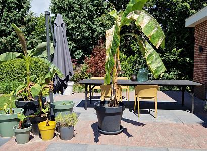 Design square 60x60x4 cm dark sepia