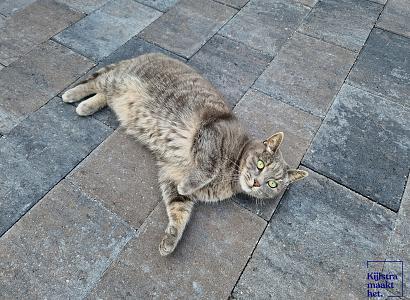 Straksteen 20x30x6 cm oud drachten